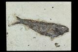7.2" Fossil Fish (Knightia) - Green River Formation - #129733-1
